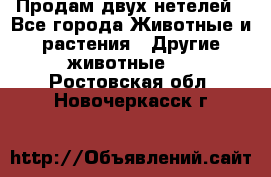 Продам двух нетелей - Все города Животные и растения » Другие животные   . Ростовская обл.,Новочеркасск г.